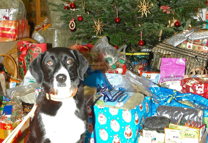 Weihnachten im Tierheim Uhlenkrog 