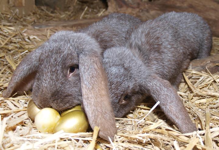 Fröhlich wilde Ostern in der Arche Warder