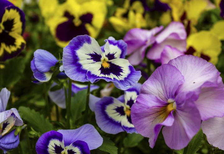 Bunte Frühblüher für den Garten 