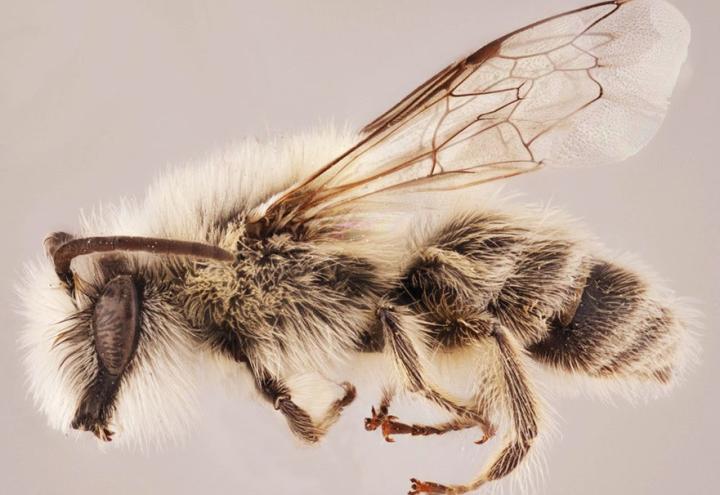 Insekten im Blut