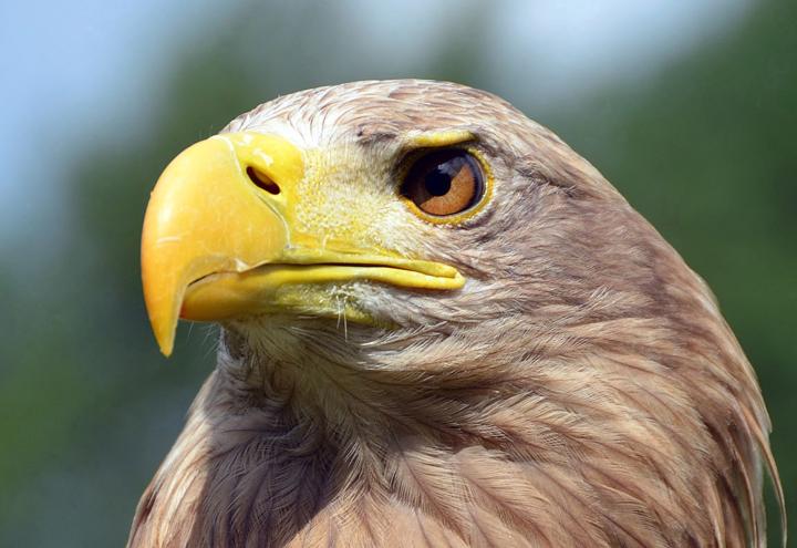 Faszination Seeadler 