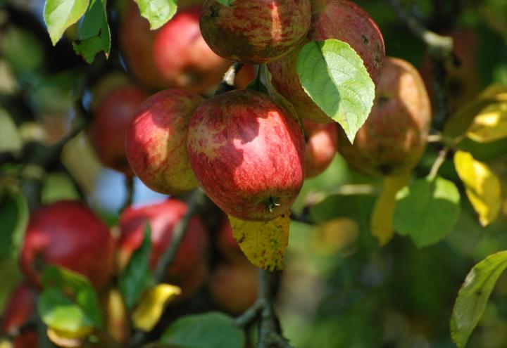 Es lebe der Apfel!   