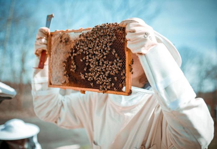 Was Kieler Bienen in einem Roman zu suchen haben 