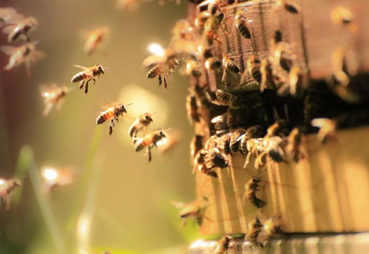 "Weltbienentag" muss täglich sein 