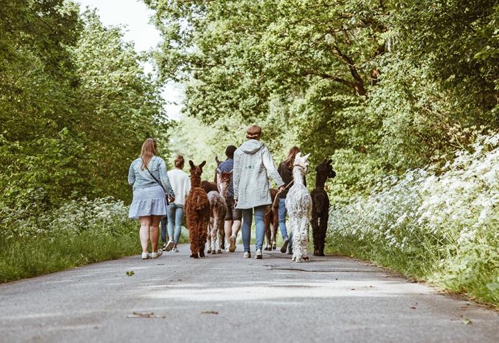 Ein Spaziergang mit Lamas 