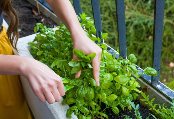 Tipps für den Balkon – eigenes Gemüse ziehen 
