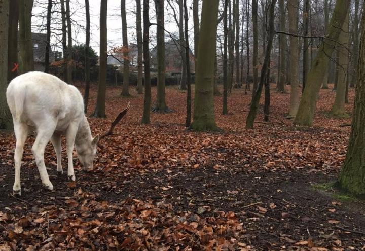 Weihnachten im Wildgehege 