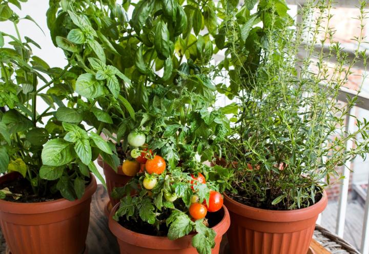 3 Tipps für Garten & Balkon 