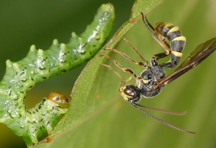 Eure Wespenfotos sind gefragt 