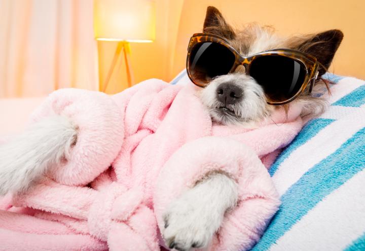 Dein Hunde-Event für den guten Zweck!