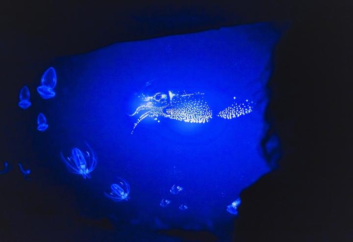 Was ist der Erlebnisraum "Sealevel" in Kiel? 