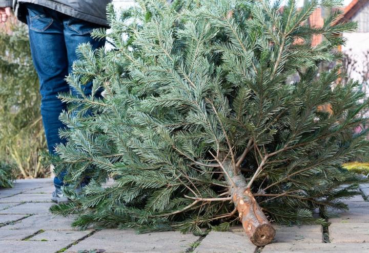 Weihnachtsbaum entsorgen in Kiel: Alle Sammelstellen und Regeln 