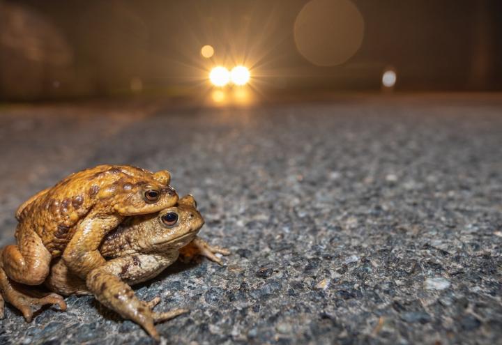 Krötenverkehr: Welche Straße dafür jetzt gesperrt wird. 